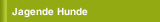 Jagende Hunde